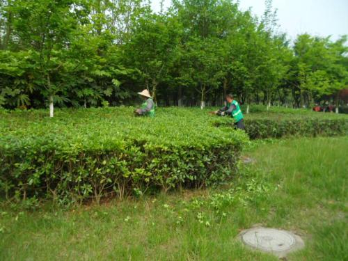 草坪磚內草坪怎樣鋪植管理方法