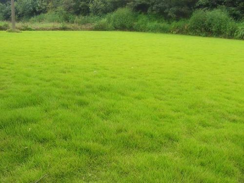 天津草坪的栽种時间和栽种管理方法