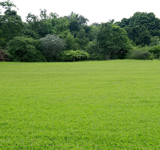 天津綠化公司為您介紹草坪的綠化